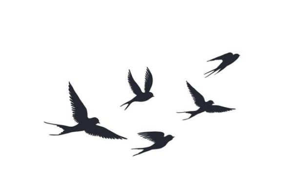 Birds Flying